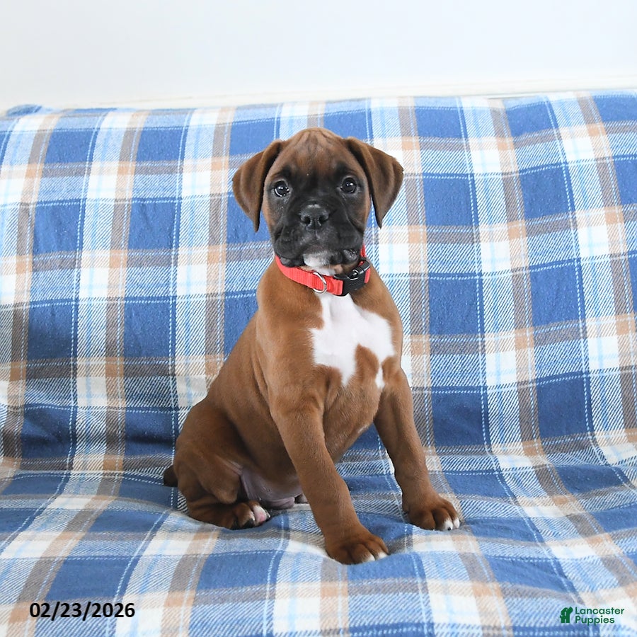 Boxer dogs Cherokee - Ad 1