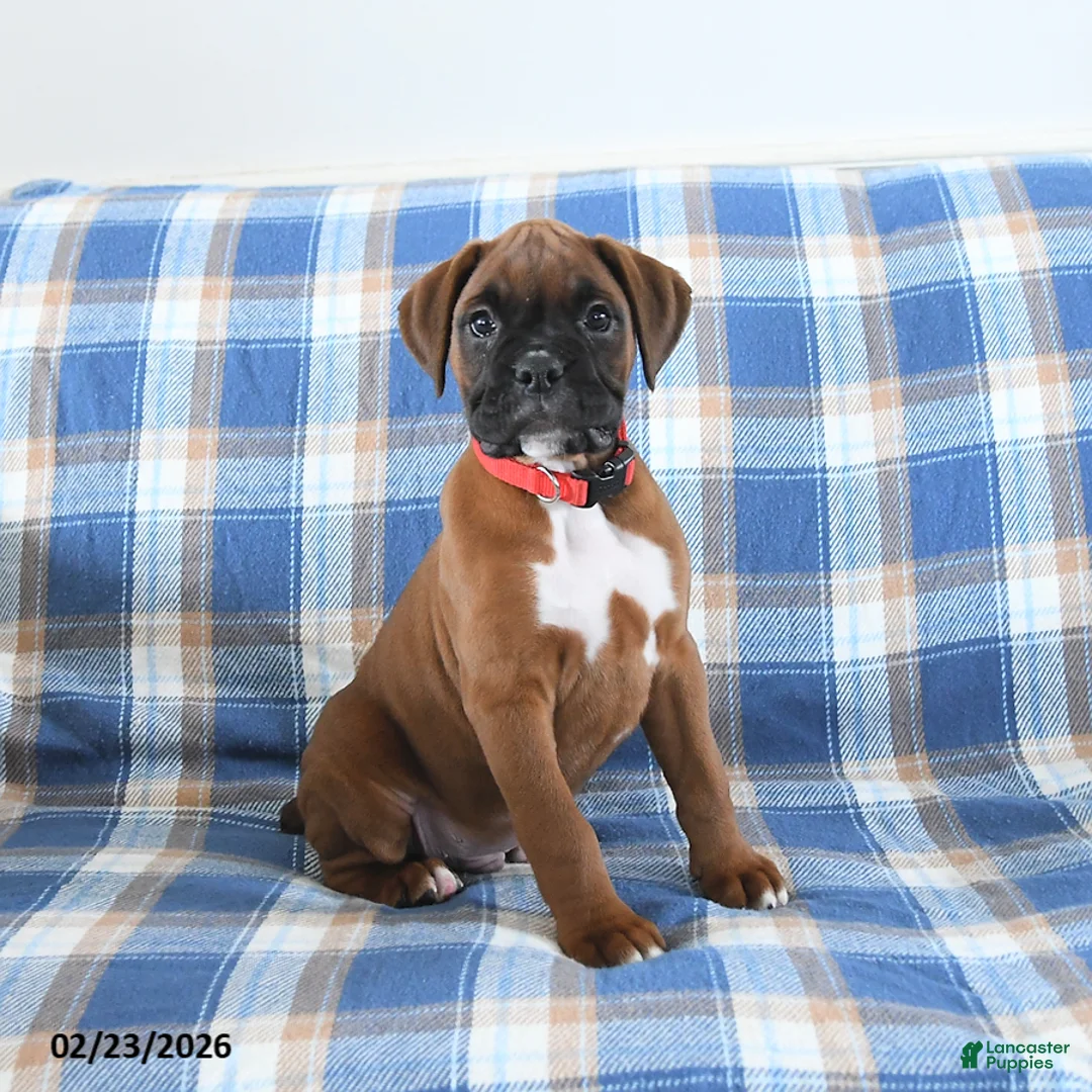 Boxer dogs for sale: Cherokee - Ad 1