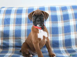 Boxer dogs for sale: Cherokee - Ad 2