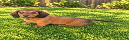 Miniature Dachshund dogs for sale: Barbie - Ad 8