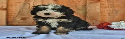 Bernedoodle dogs for sale: Zack - Ad 4
