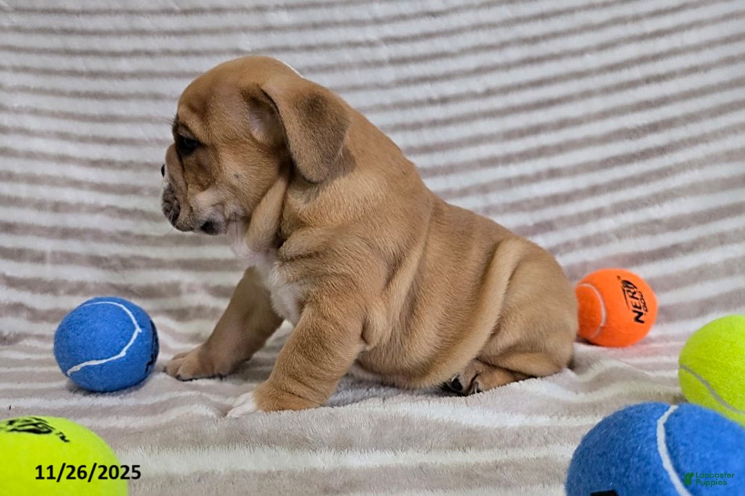 English Bulldog dogs for sale: Bear - Ad 2