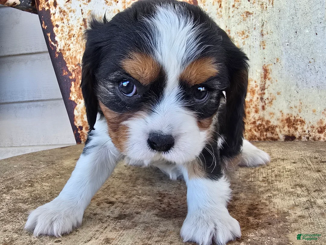 Cavalier King Charles Spaniel dogs for sale: Desiree - Ad 3