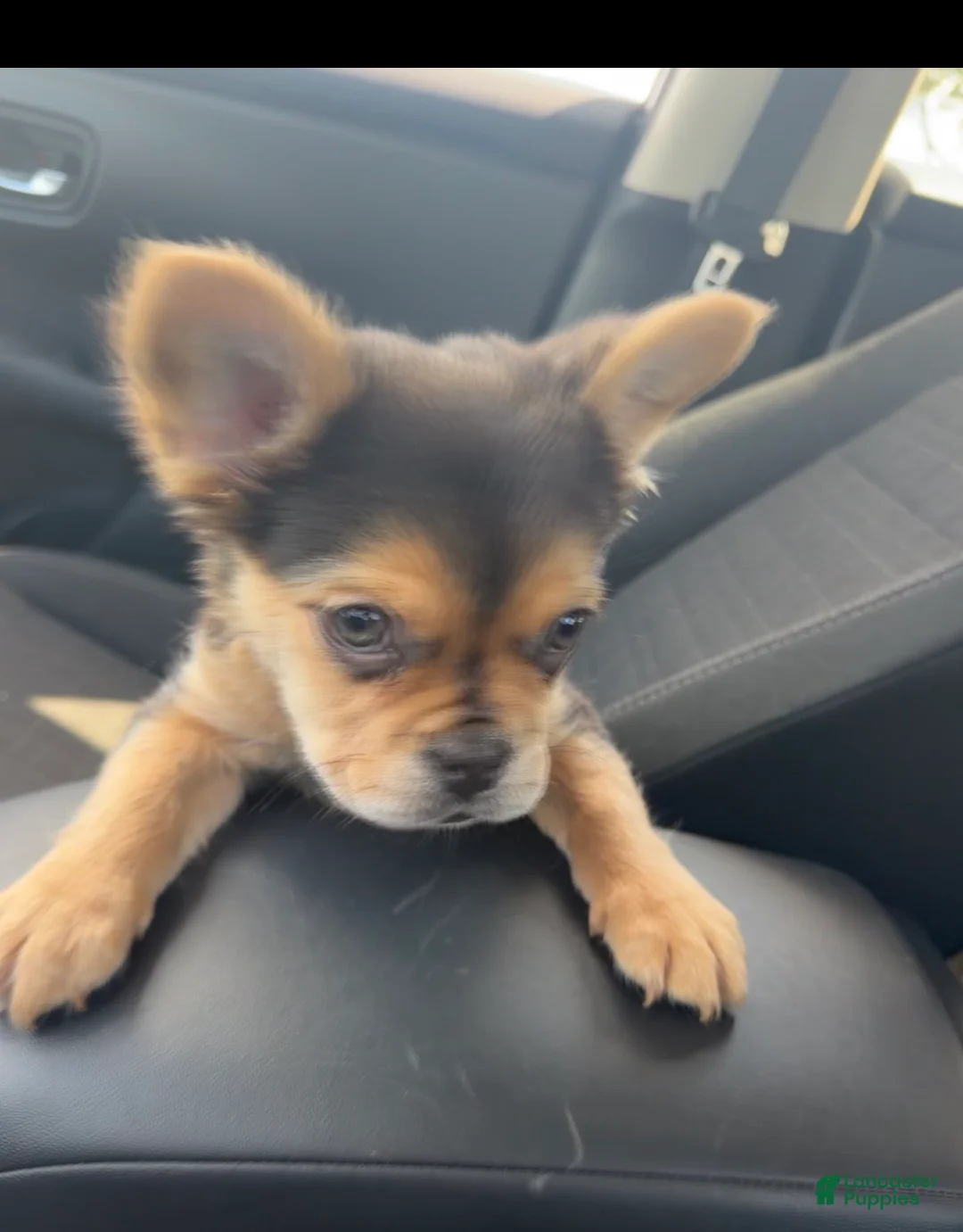 French Bulldog dogs for sale: Lulu - Ad 2