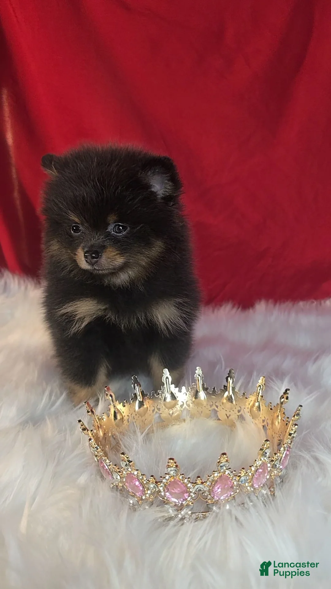 Pomeranian dogs for sale: Pomeranian 1 - Ad 2