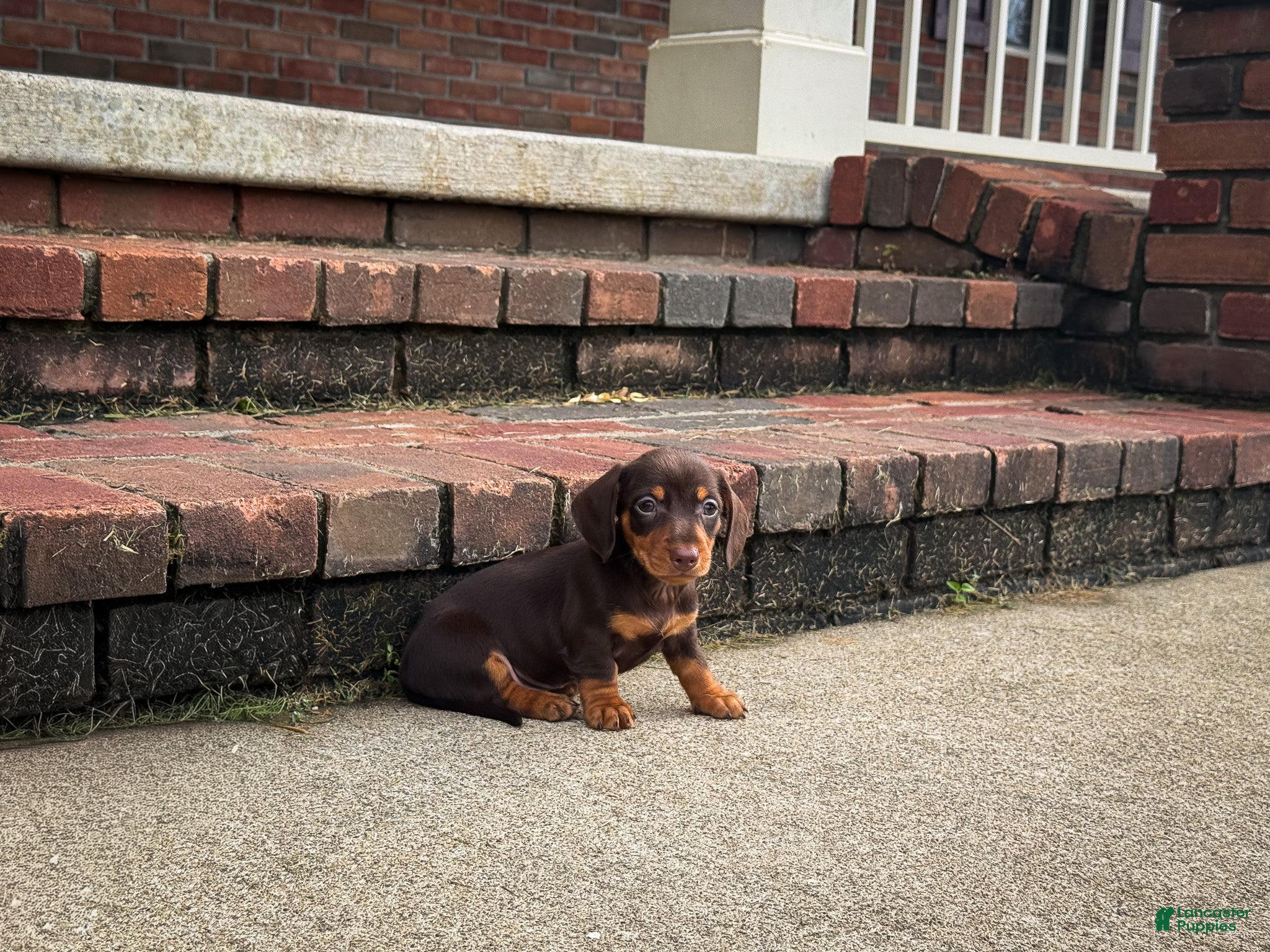 Lucy (Dachshund, Female) in Dundee, OH