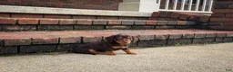 Miniature Dachshund dogs for sale: Lucy - Ad 1