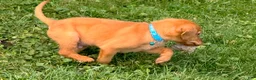 Labrador Retriever dogs for sale: Labrador Retriever 1 - Ad 8