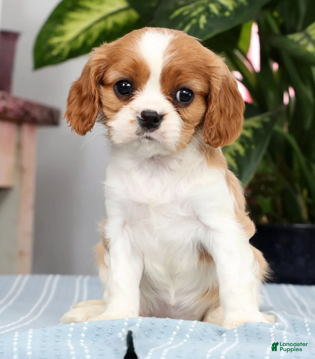 Cavalier King Charles Spaniel dogs for sale: Paige - Ad 1
