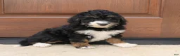 Mini Bernedoodle dogs for sale: Gina  - Ad 6