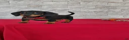 Miniature Dachshund dogs for sale: Tameron - Ad 2