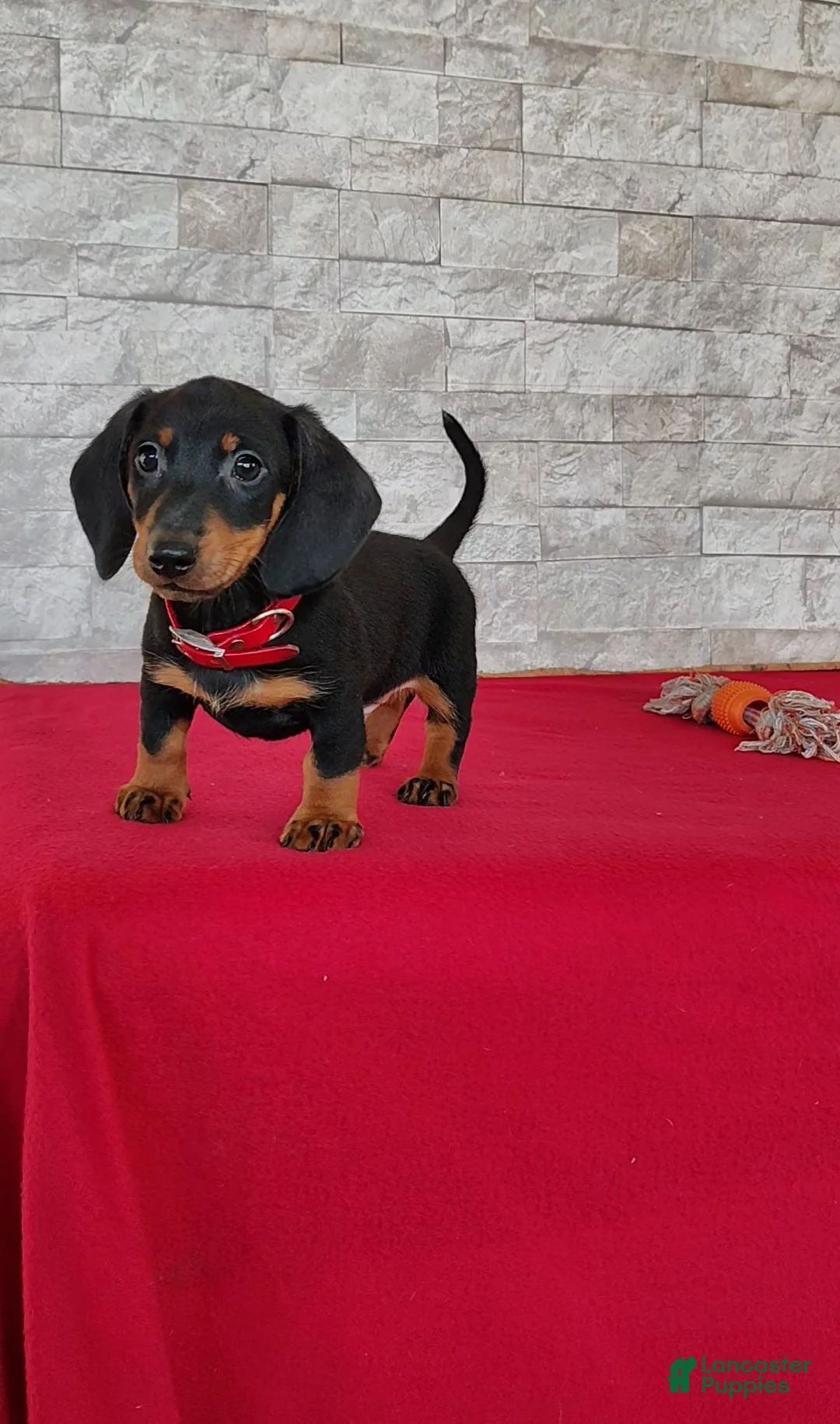 Miniature Dachshund dogs for sale: Tameron - Ad 2