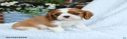 Cavalier King Charles Spaniel dogs for sale: Derlyn - Ad 3