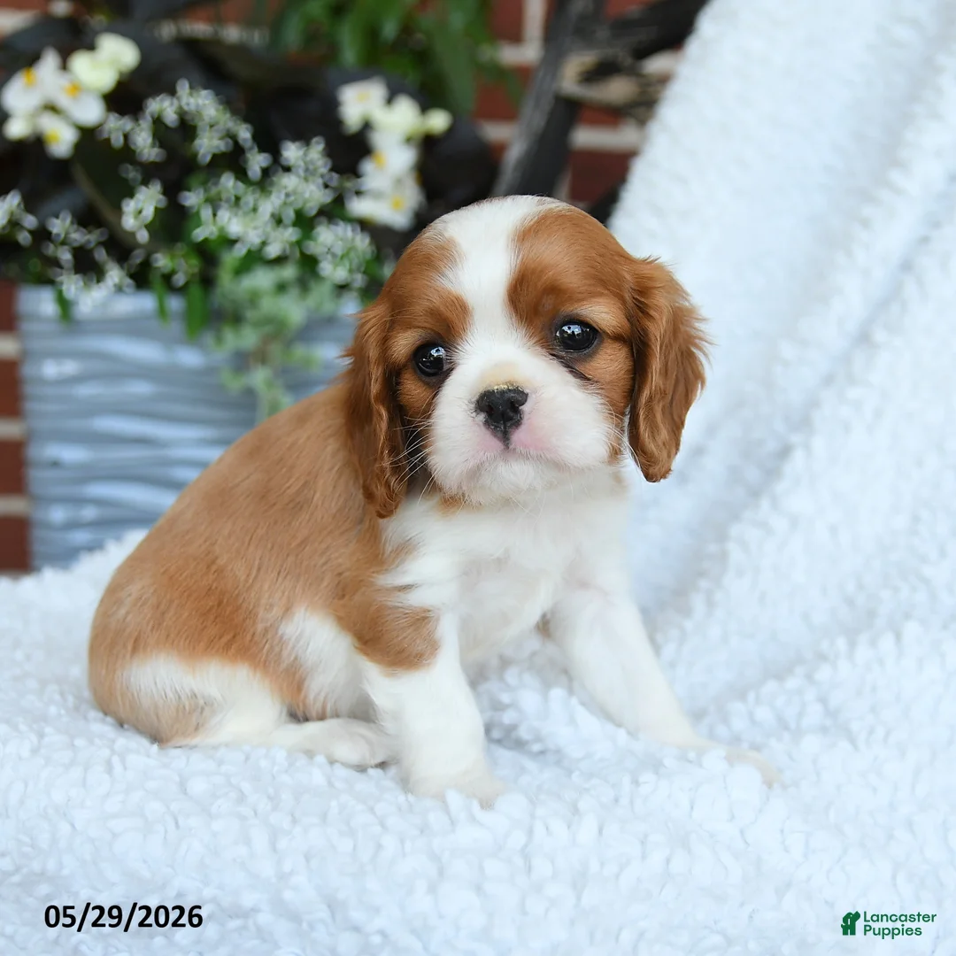 Cavalier King Charles Spaniel dogs for sale: Derlyn - Ad 3