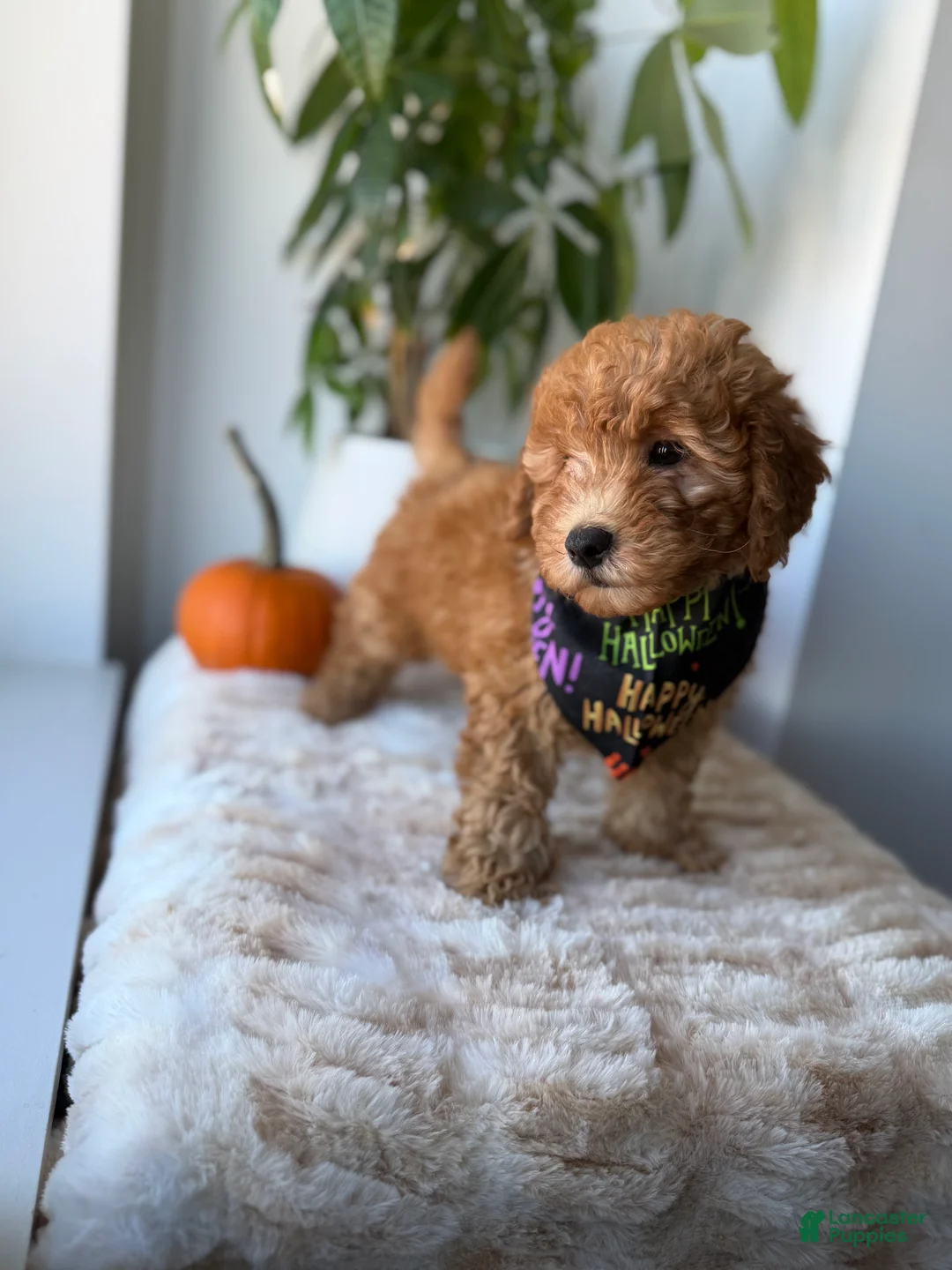 Mini Goldendoodle dogs for sale: Hermes - Ad 2