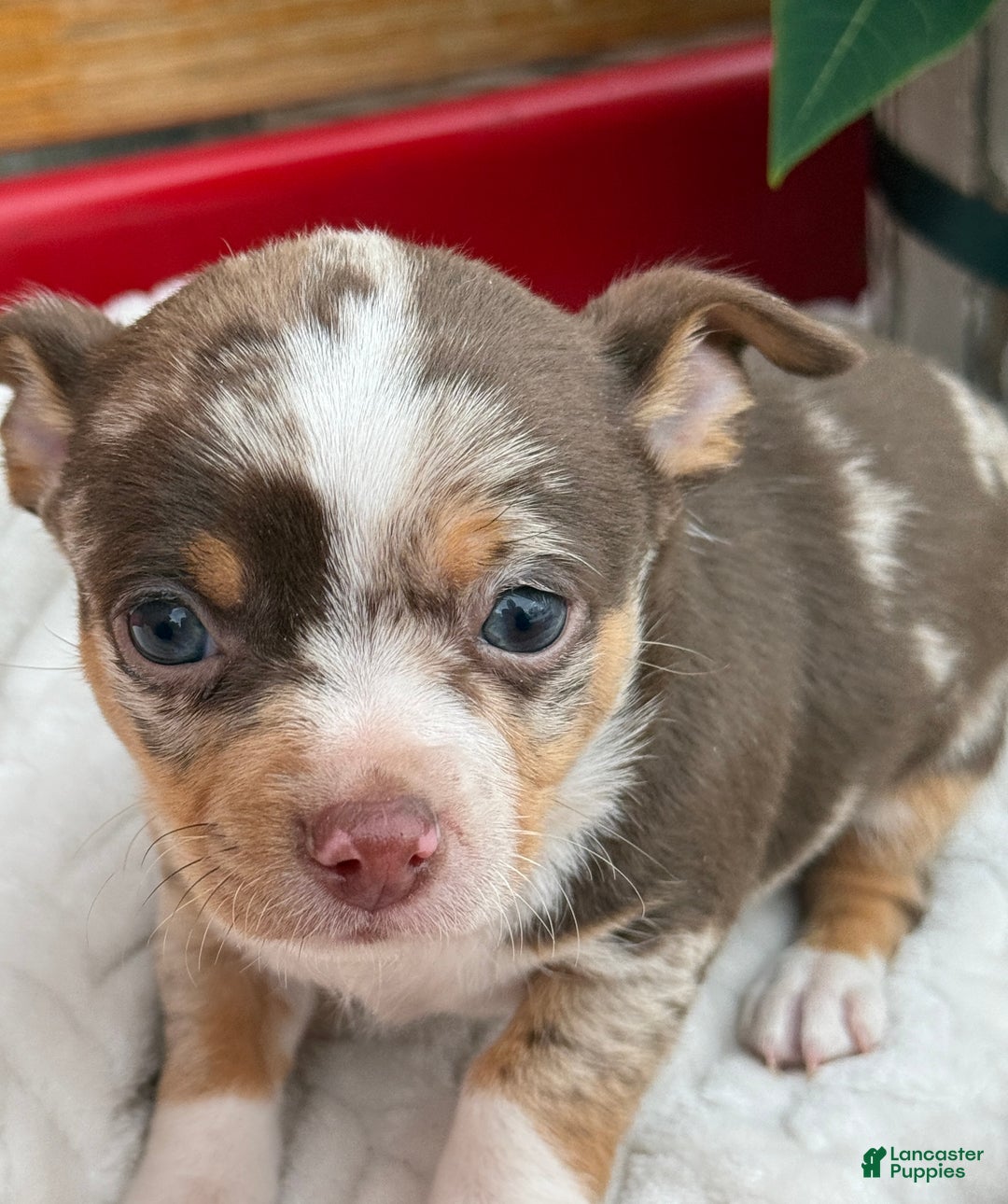 Chihuahua dogs for sale: Chestnut - Ad 13