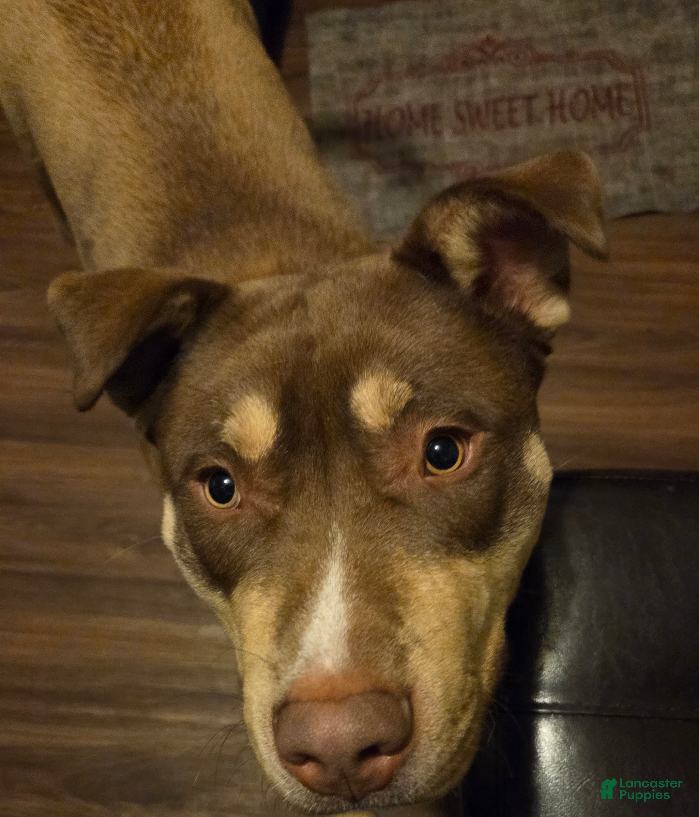 Mixed Breed dogs Mixed Breed Puppy 1 - Ad 20