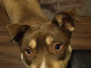 Mixed Breed dogs Mixed Breed Puppy 1 - Ad 20