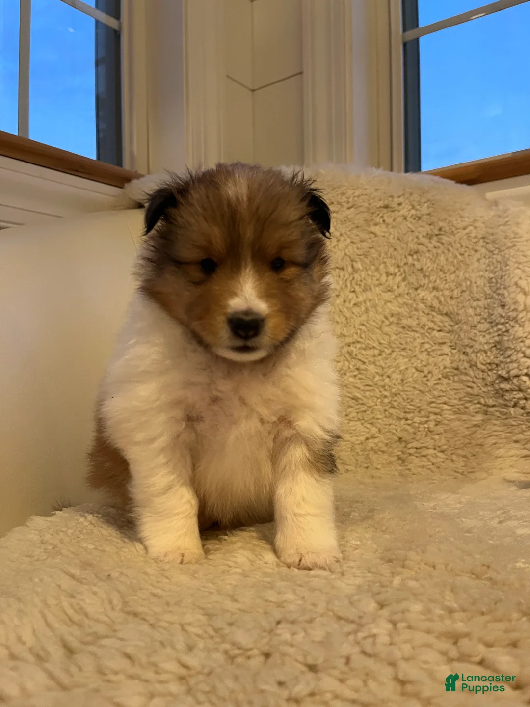 Shetland Sheepdog dogs for sale: Shetland Sheepdog Puppy 3 - Ad 3
