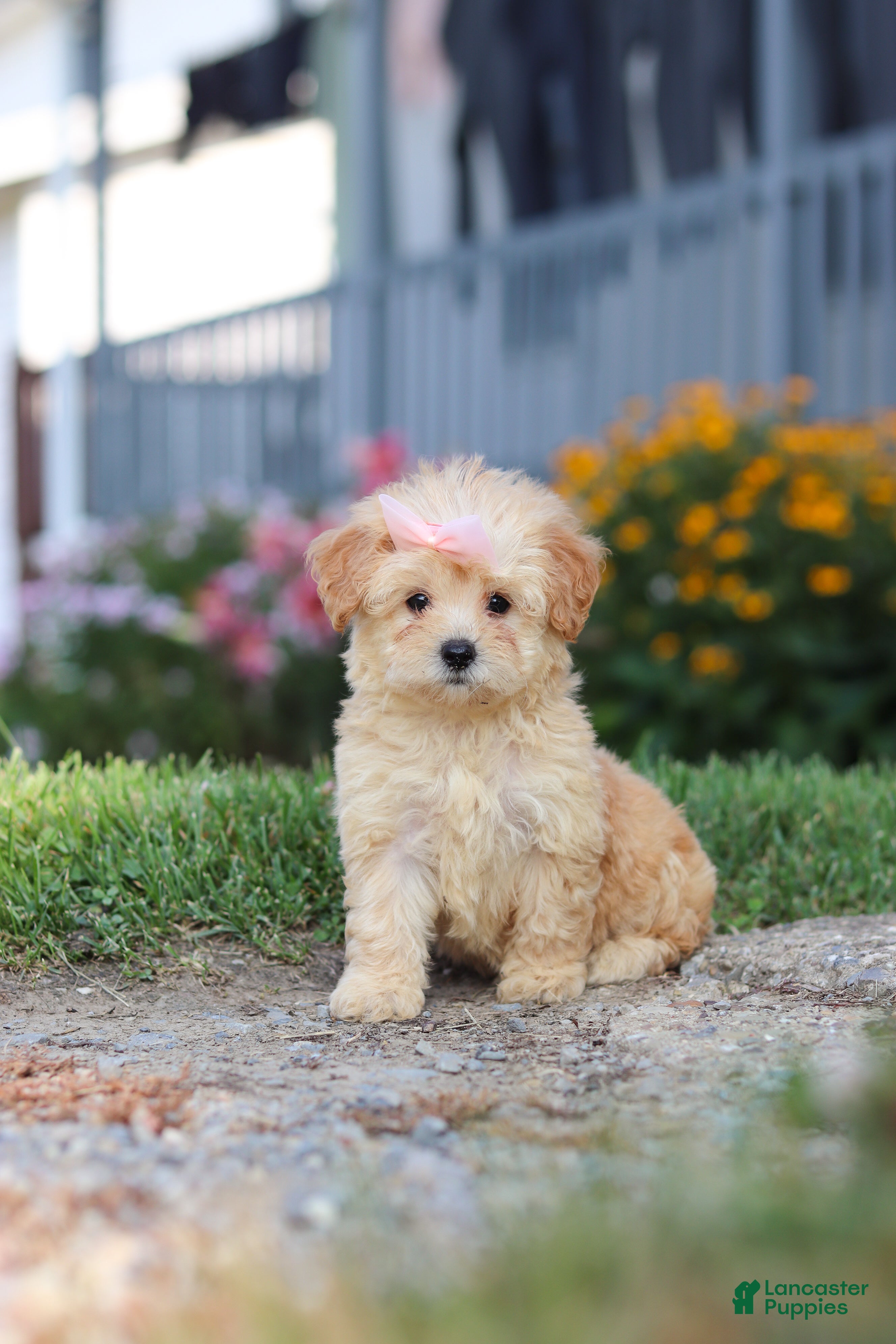 Maltipoo dogs Haven - Ad 1