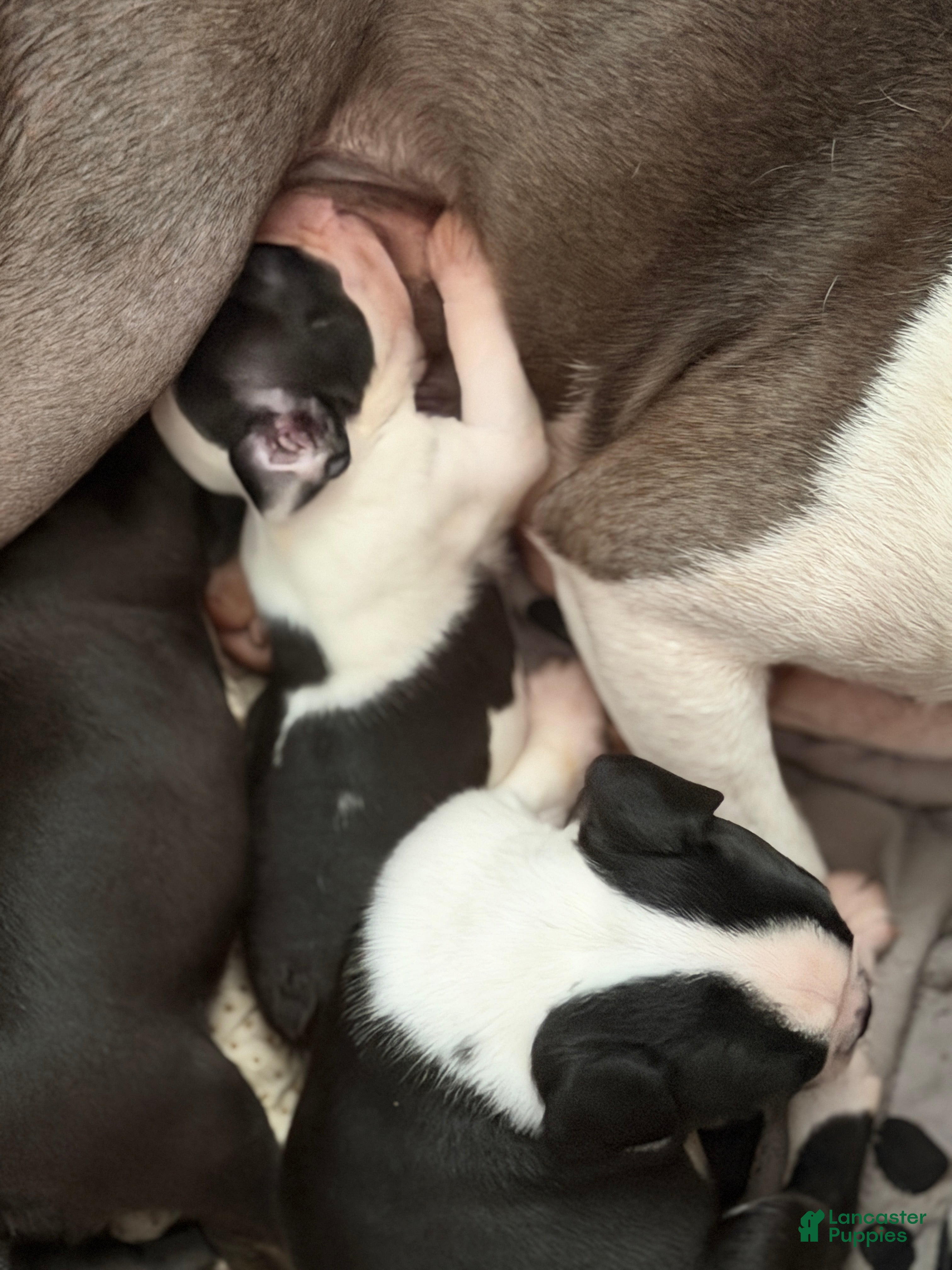 Boston Terrier dogs for sale: Boston Terrier Little Princess - Ad 1