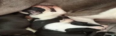 Boston Terrier Little Princess