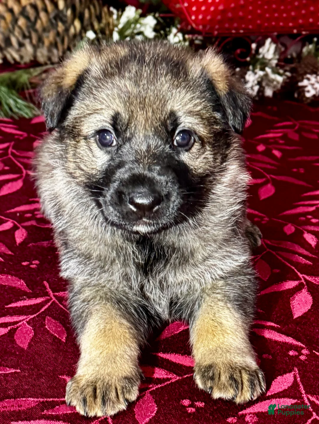 German Shepherd dogs for sale: Augusta - Ad 13
