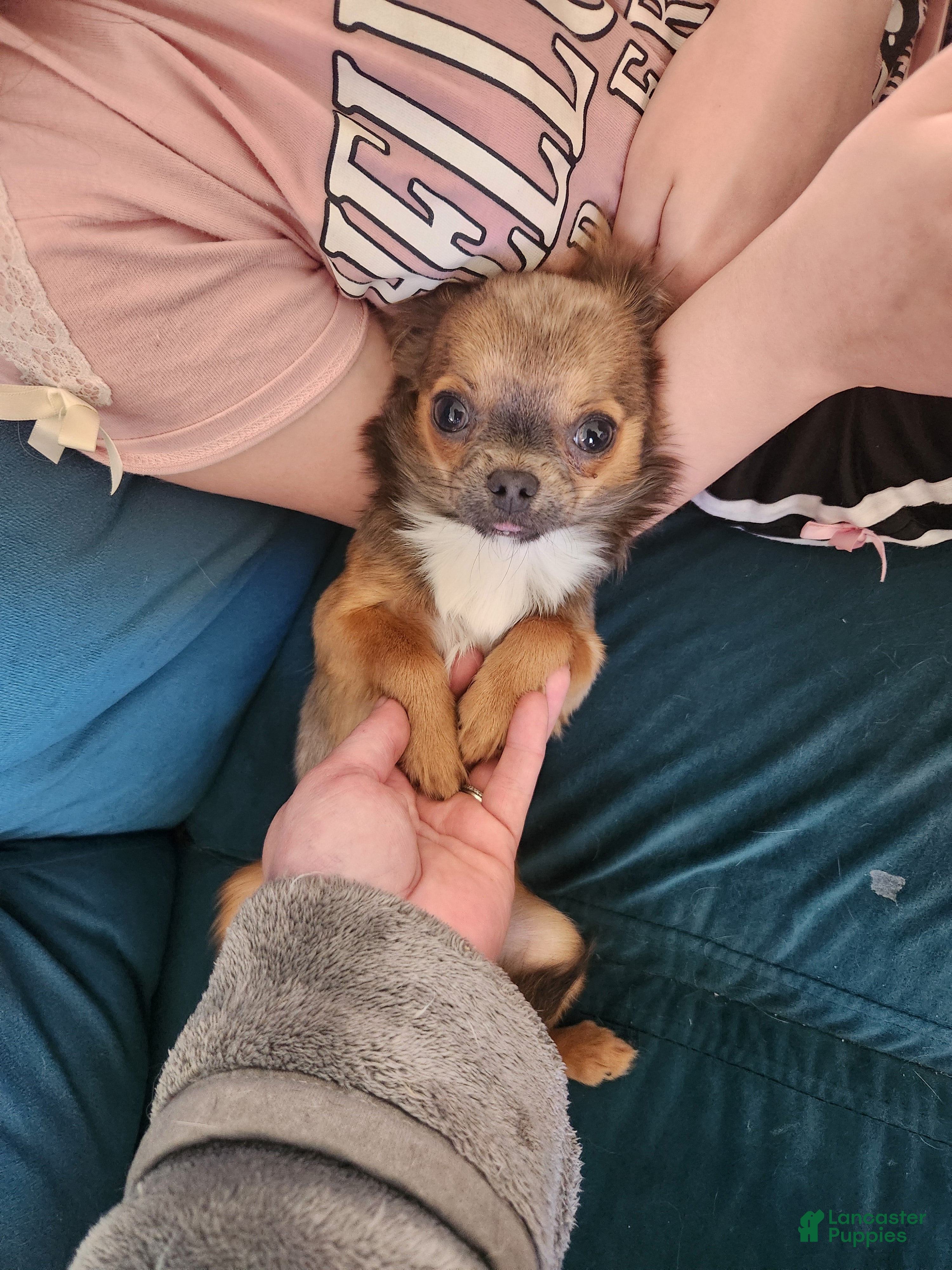 Chihuahua dogs Serenity  - Ad 26