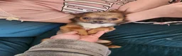 Chihuahua dogs for sale: Serenity  - Ad 1