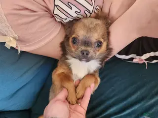Chihuahua dogs Serenity - Ad 35