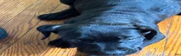 Cane Corso dogs for sale: Cane Corso 2 - Ad 1