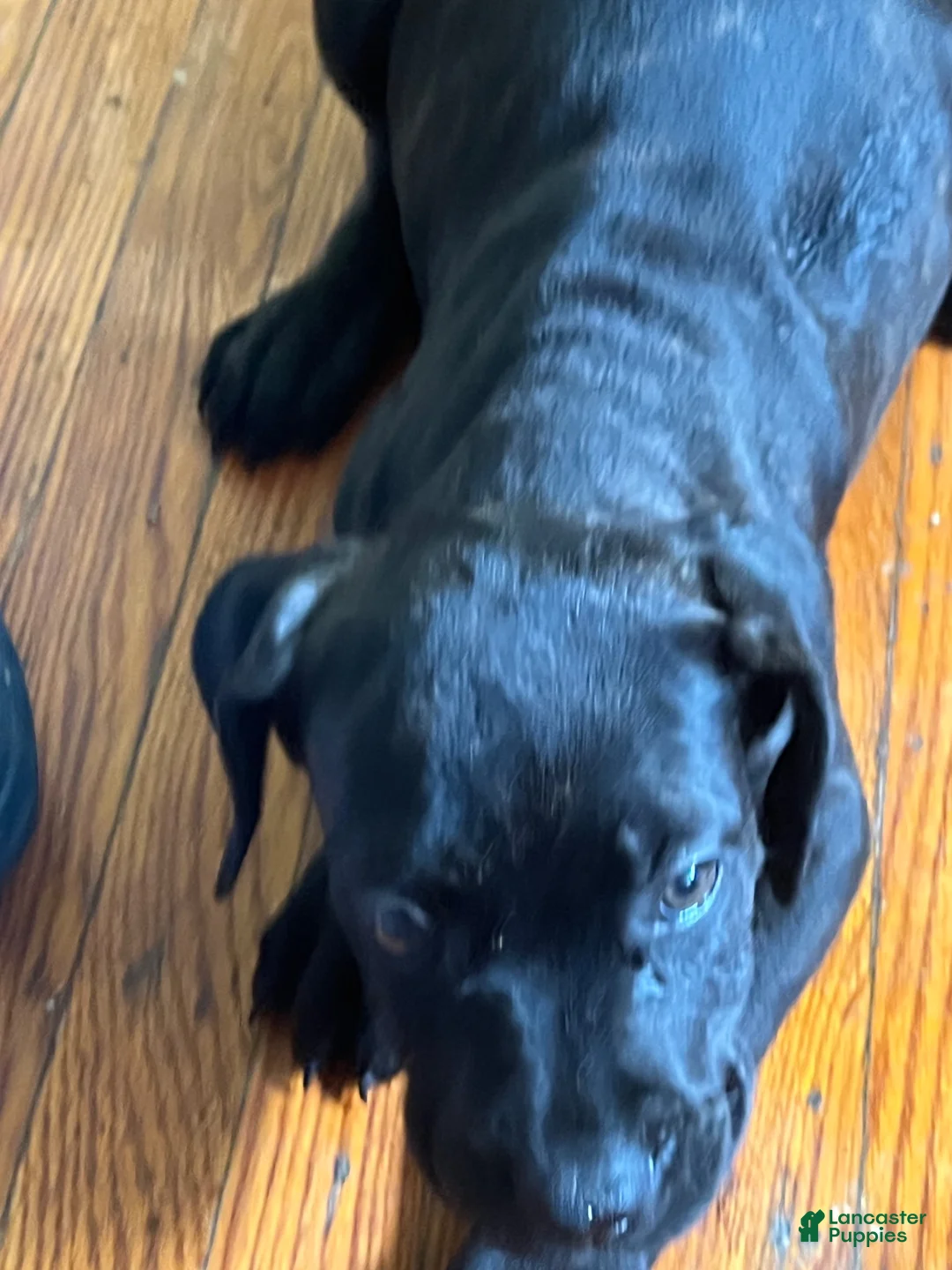 Cane Corso dogs for sale: Cane Corso 2 - Ad 1