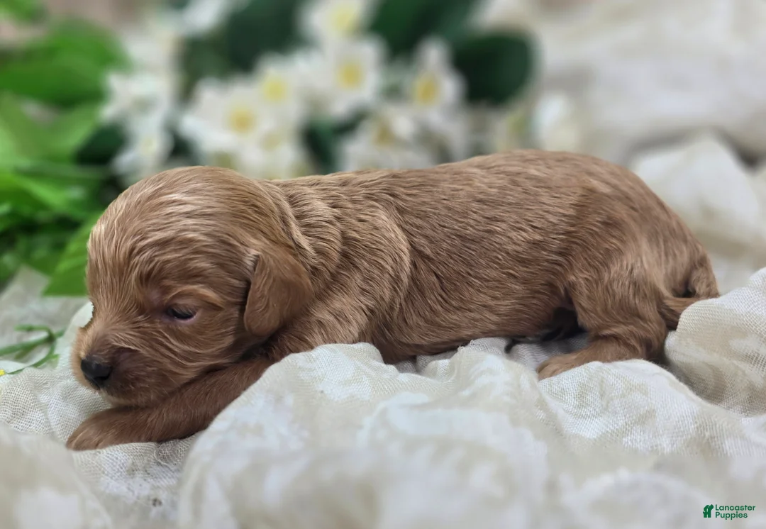Cavapoo dogs for sale: Grub - Ad 2