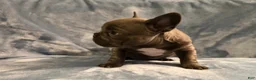 French Bulldog dogs for sale: French Bulldog 3 - Ad 4