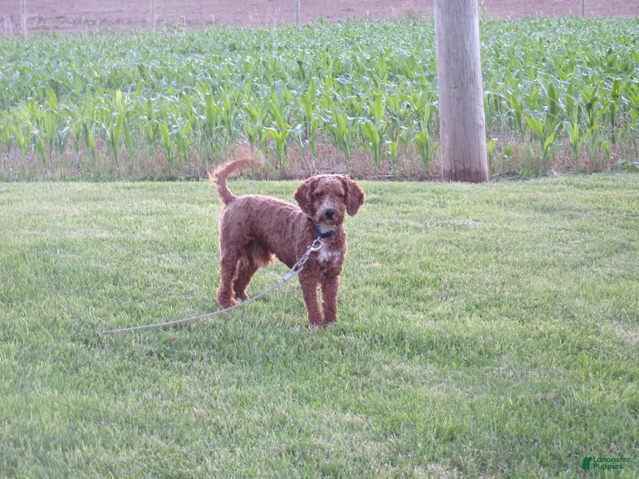 Cockapoo dogs for sale: Periwinkle - Ad 4