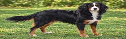 Miniature Bernese Mountain Dog dogs for sale: Lisa - Ad 5