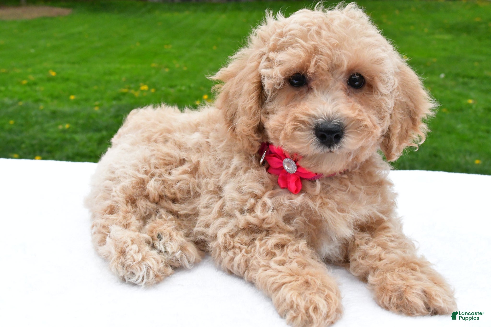 Bichpoo dogs Lola - Ad 2