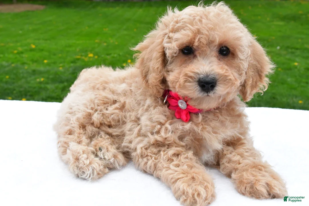 Bichpoo dogs for sale: Lola - Ad 2