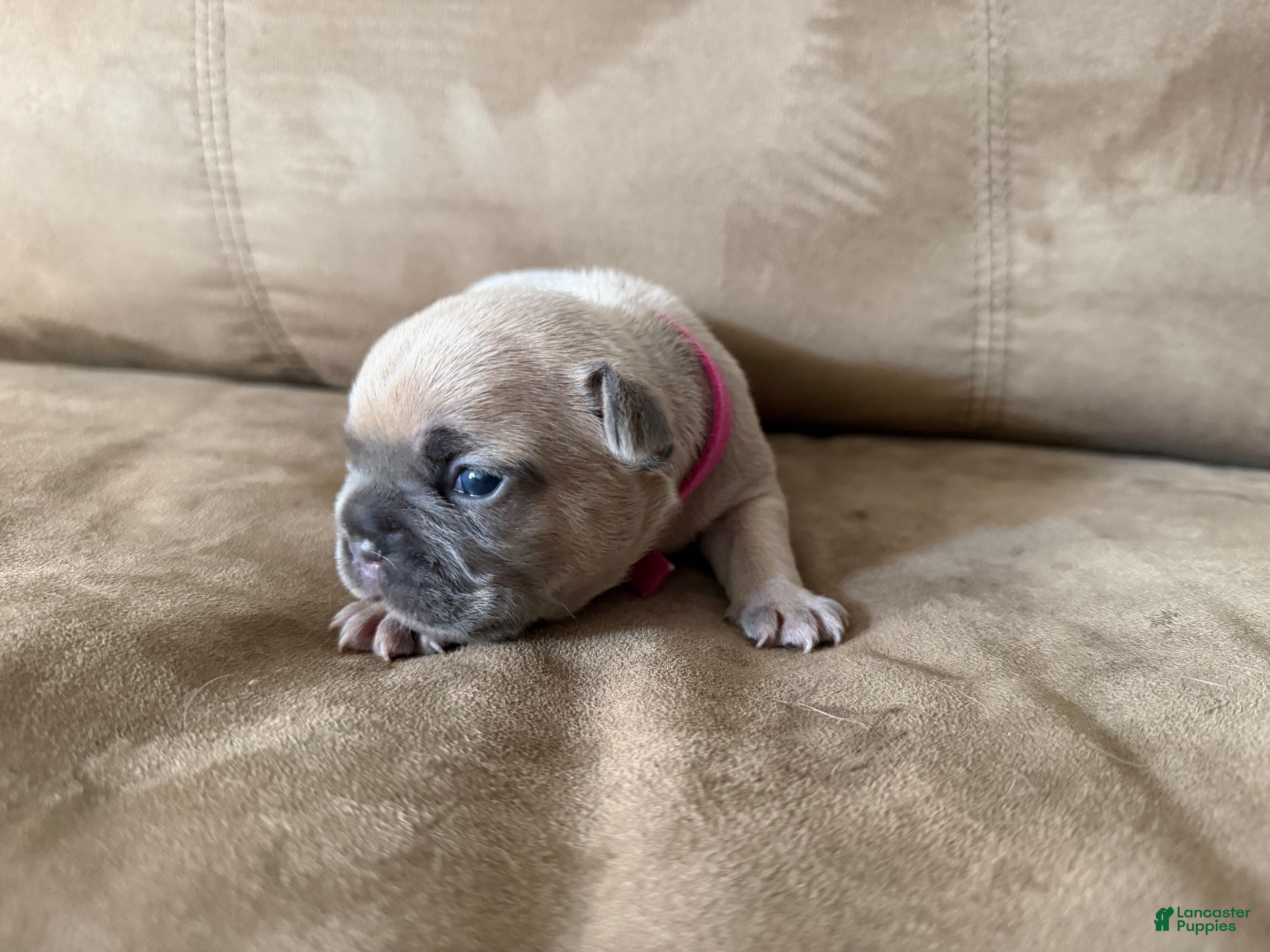 French Bulldog dogs French Bulldog Puppy 5 - Ad 5