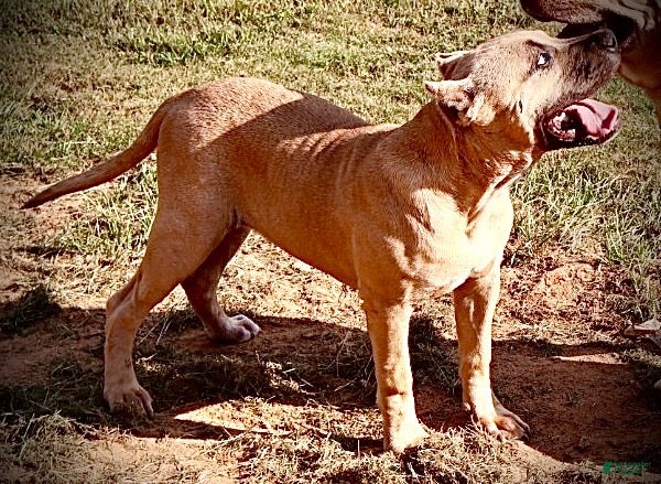American Bully dogs American Bully 2 - Ad 1