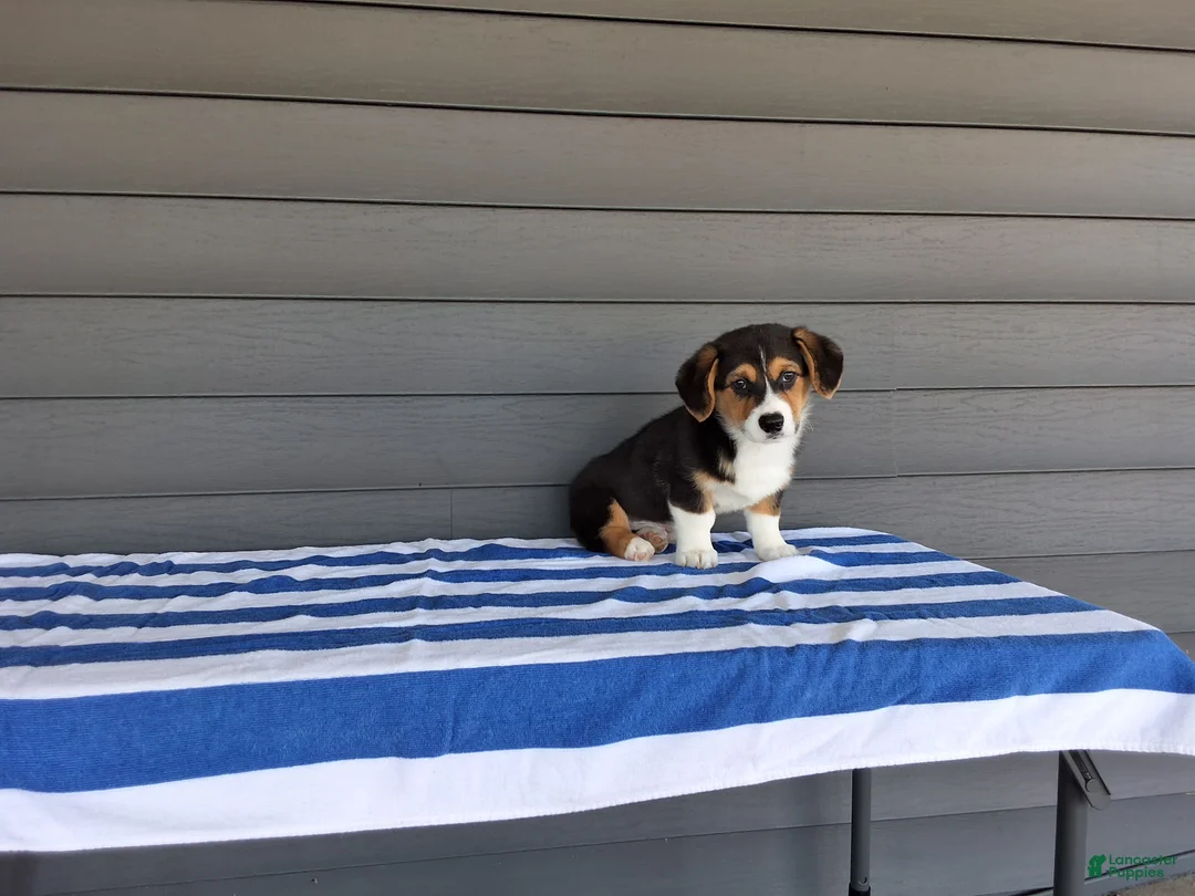 Welsh Corgi Pembroke dogs for sale: Sammy - Ad 4