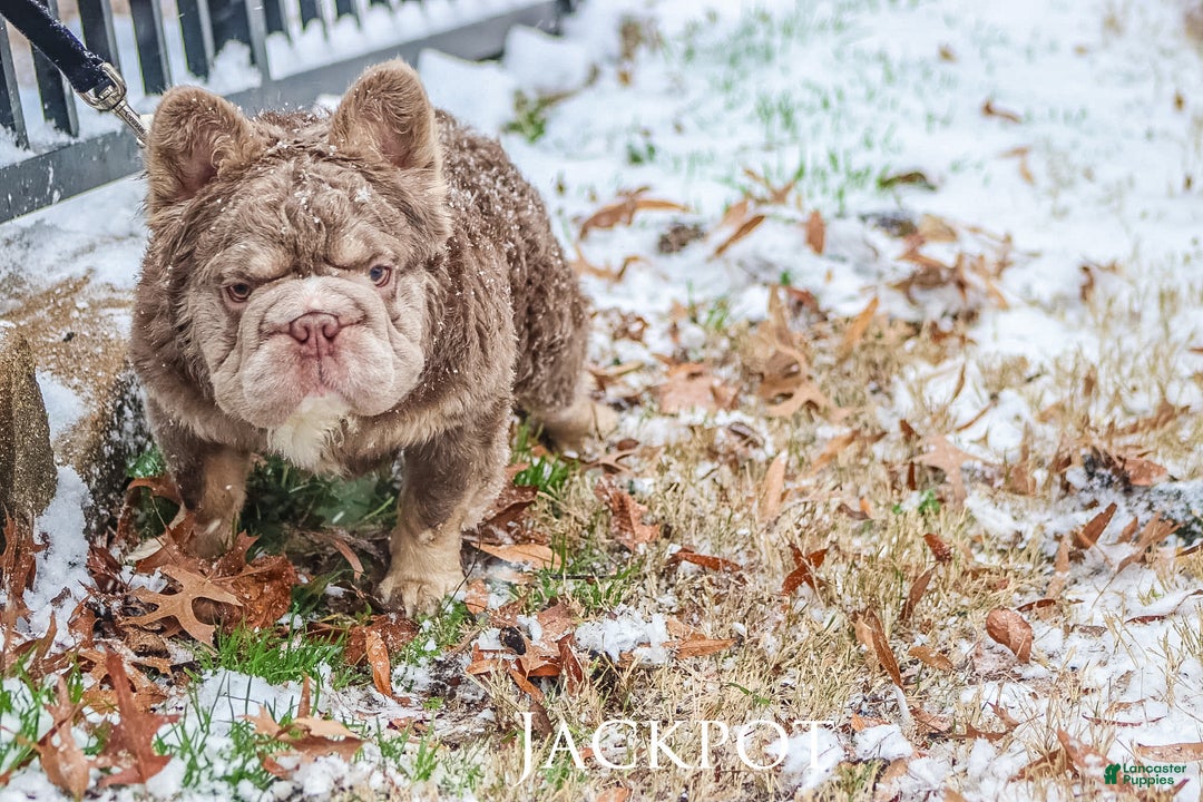 French Bulldog dogs for stud: Jackpot  - Ad 3