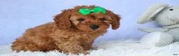 Cavapoo dogs for sale: TRAVIS - Ad 12