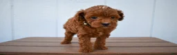 Miniature Poodle dogs for sale: Denver  💕🐶 - Ad 11