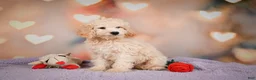 Cavapoo dogs for sale: pete - Ad 10