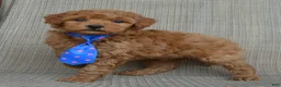 Mini Goldendoodle dogs for sale: Mini George - Ad 16