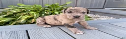 Great Dane dogs for sale: Anastasia  - Ad 2
