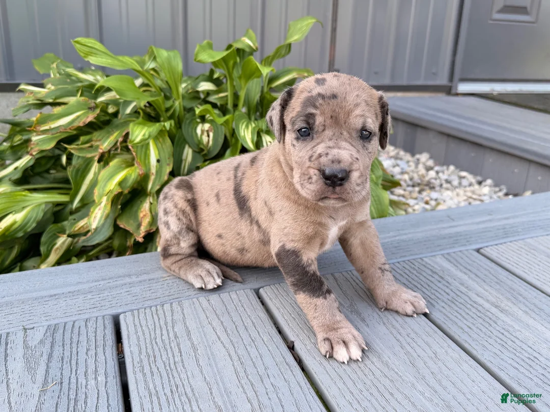 Great Dane dogs for sale: Anastasia  - Ad 2