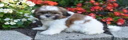 Shih Tzu dogs for sale: Bella - Ad 4