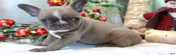 Frenchton dogs for sale: Bella  - Ad 2